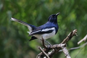 Oriental Magpie Robin Copsychus saularis Male Beautiful Birds of Thailand